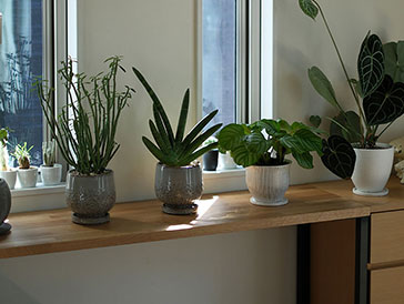 【採用事例】#9 観葉植物たちの特等席｜窓辺に馴染むオーク材のDIYディスプレイ棚
