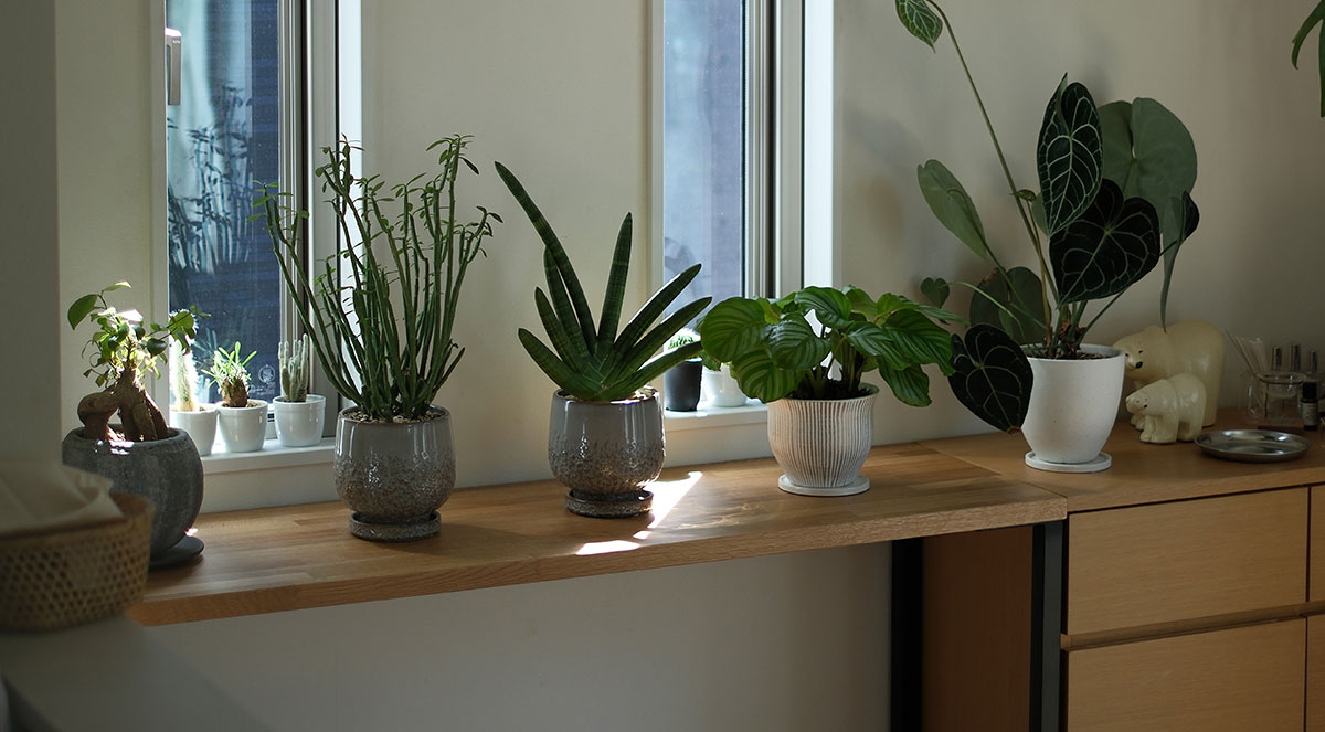 【採用事例】#9 観葉植物たちの特等席｜窓辺に馴染むオーク材のDIYディスプレイ棚