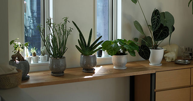 【採用事例】#9 観葉植物たちの特等席｜窓辺に馴染むオーク材のDIYディスプレイ棚